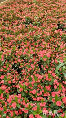 高度20厘米虎刺梅