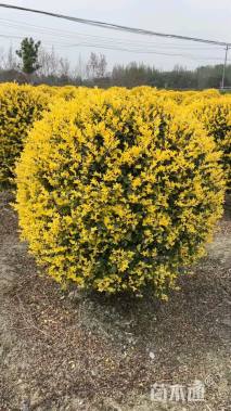 冠幅120厘米金禾女贞球