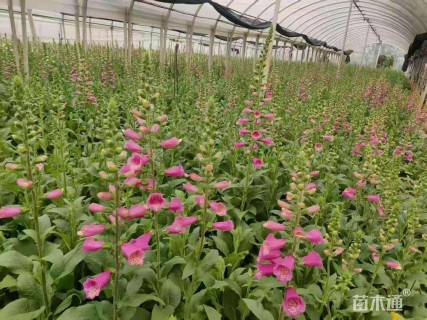 高度15厘米毛地黄