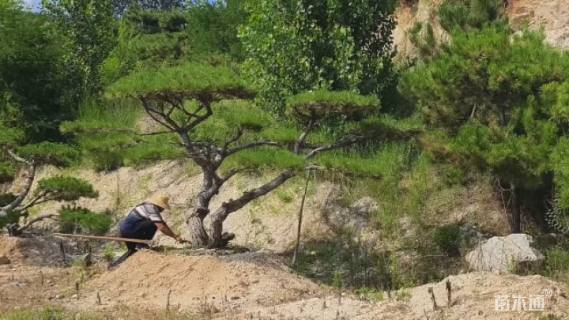 高度300厘米房产松