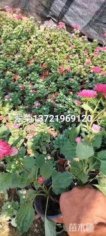 高度18厘米翠菊