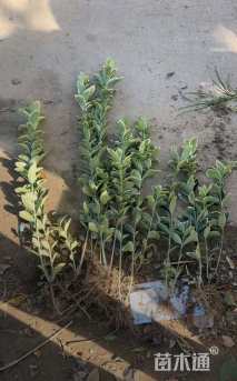 高度60厘米金边黄杨小苗