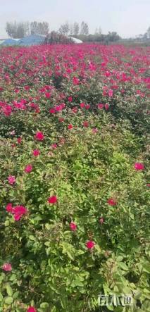 高度70厘米红帽月季