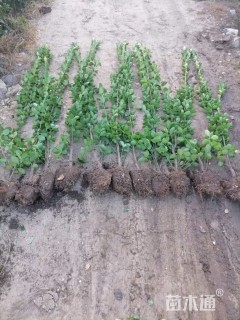 高度120厘米北海道黄杨