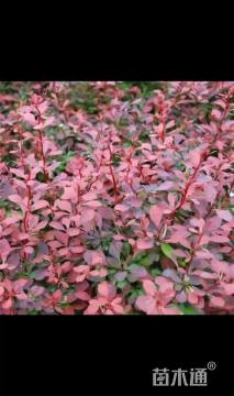 高度40厘米红叶小檗