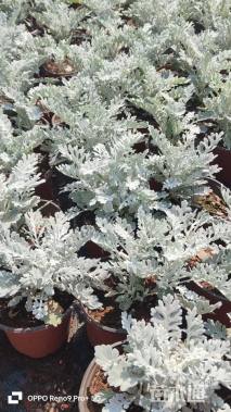 高度10厘米银叶菊