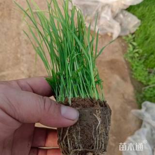 高度20厘米韭兰