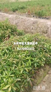 高度190厘米茶花