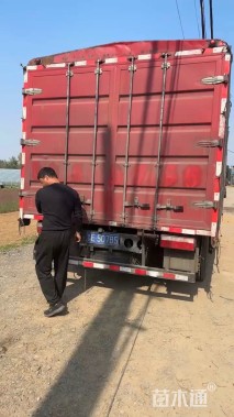 高度30厘米乒乓菊