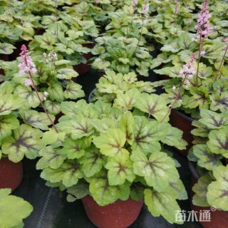 高度30厘米矾根