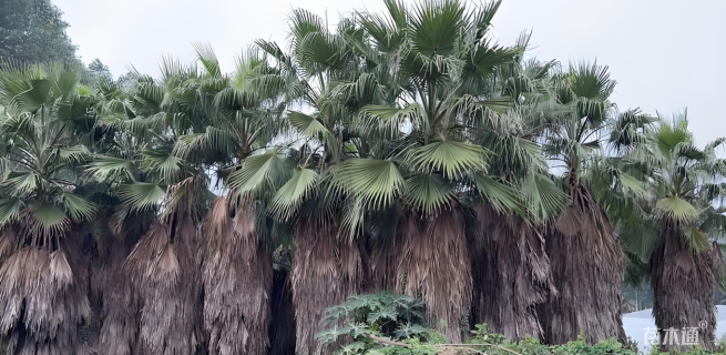 裸干高200厘米华棕