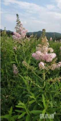 高度100厘米柳叶绣线菊