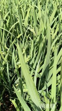 高度20厘米火星花