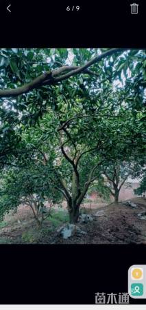 高度400厘米丛生胡柚