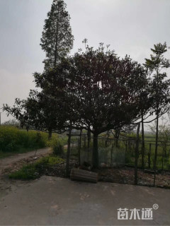 20公分枇杷
