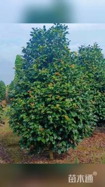 高度300厘米茶梅