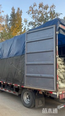 高度38厘米珍珠梅