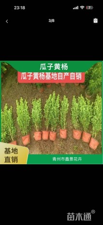 高度30厘米小叶黄杨