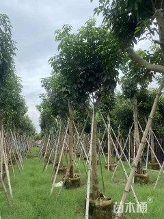 10公分紫花风铃木