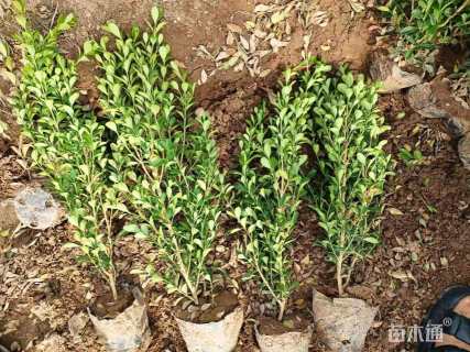 高度30厘米瓜子黄杨