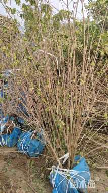 高度200厘米丛生金银木