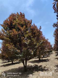 高度500厘米丛生紫叶李