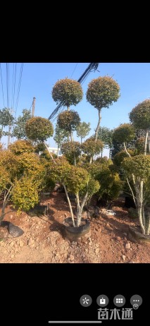 13公分造型亮晶女贞