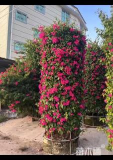 高度250厘米三角梅