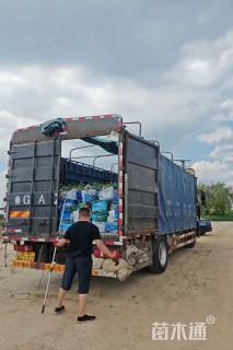 高度20厘米紫叶酢浆草