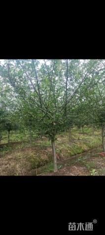 12公分垂丝海棠