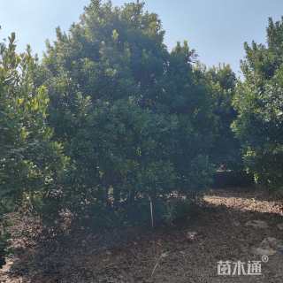 12公分丛生杨梅