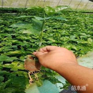 15厘米西番莲