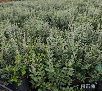 高度60厘米菲油果