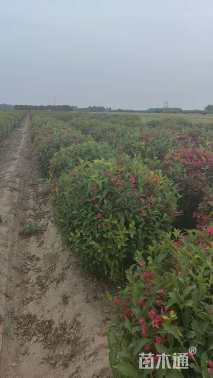 高度1.3厘米红王子锦带球