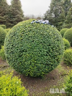 高度120厘米毛叶丁香