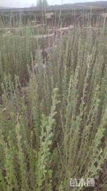 高度50.厘米柠条