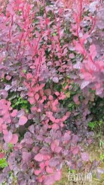 高度40厘米红叶小檗