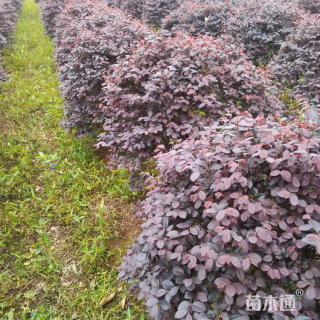 高度50厘米红叶小檗小苗