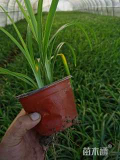 高度20厘米大花萱草