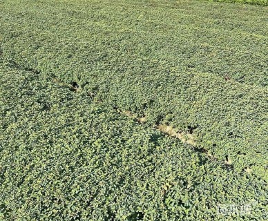 高度30厘米金焰绣线菊