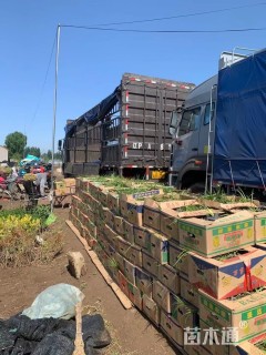 20厘米花叶络石