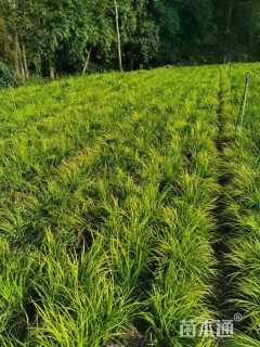 高度30厘米金叶菖蒲