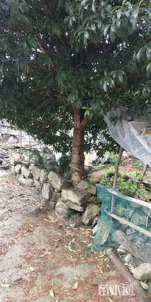 20公分桂花