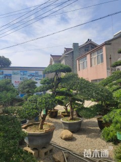 造型松