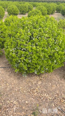 冠幅110厘米卫矛球