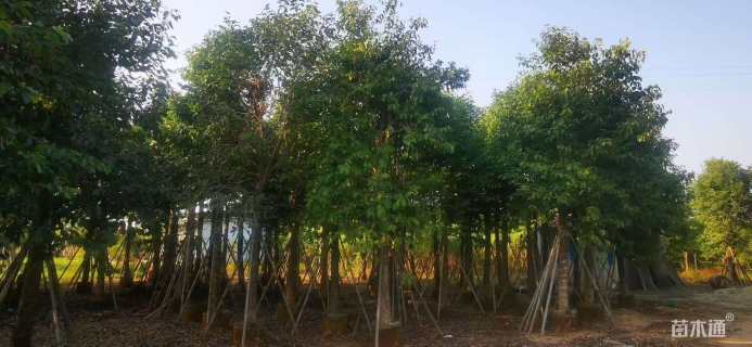 20公分海南蒲桃