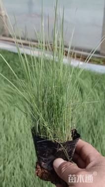 高度20厘米粉黛乱子草