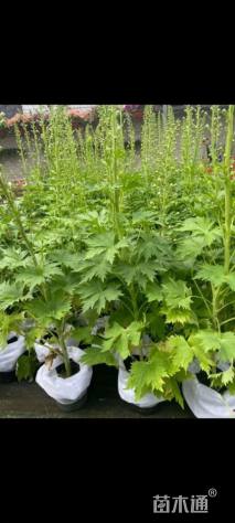 高度20厘米飞燕草