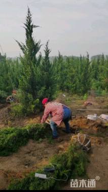 高度40厘米小龙柏