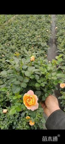 高度35厘米丰花月季